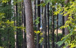 Gum Tree Rd, Orange, VA 22960