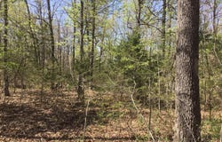 Cass Road, Hartville, MO 65667