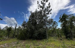 NE 16TH Lane, WILLISTON, FL 32696