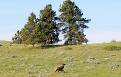 NHN Lone Rock Canyon, Hysham, MT 59038