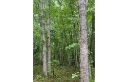Wilder, TN 38589