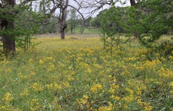 Rs County Road 2365, Alba, TX 75410