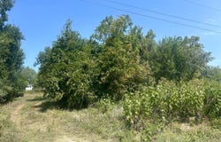 1206 Martin Avenue, Ava, MO 65608