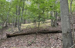 Racoon Run, Elkins, WV 26241