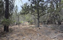 Bunting Dr, Bonanza, OR 97623