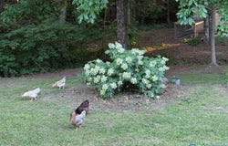 1121 County Road 70, Fyffe, AL 35971