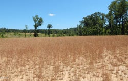 207 Hugh White State Park Road lot: 7, Grenada, MS 38901