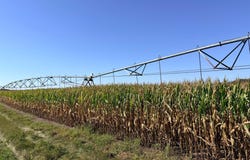 County 61, Browerville, MN 56438