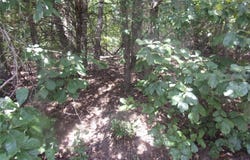 Wildwood, Murchison, TX 75778