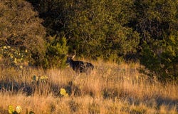 917 Bear Springs Rd, Mason, TX 76856