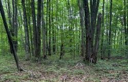 Parcel B2 Johnson Road lot: B2, Mancelona, MI 49659