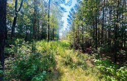 18.3 Acres - Turkey Ln, Kingstree, SC 29556