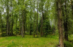 98 Dome Mountain Avenue, Libby, MT 59923