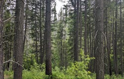 BIA RD. 56, WA