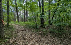 Fosmo lot: 5, Webster, WI 54893
