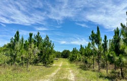 County Road 325, Troy, AL 36079