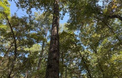 STATE ROUTE 547, Grayson, LA 71435