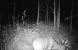 BOGUS Road, DEERBROOK, WI 54424