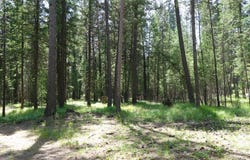 Skyline Way, Libby, MT 59923