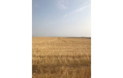 County Road 85, Dalton, NE 69131