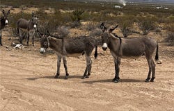 3224 S Amythest Road, Golden Valley, AZ 86413