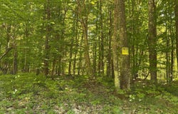 Osborn Drive, McMillan, MI 49853