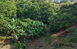 Rincon, Rincon, PR 00677