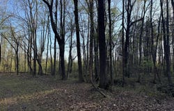 County Road 493, Paris, MS 38949