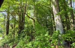 Duncan Dr., Thomasville, AL 36784