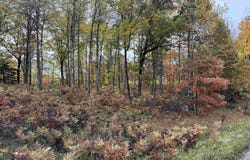 N Circle E lot: #5, Farwell, MI 48622