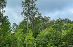 Elise Gore Lane, Silsbee, TX 77656