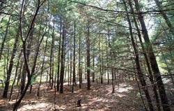 White Pine lot: 1, Spring Green, WI 53588