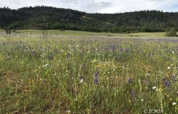 1741 Farmer Ranch Rd, Hayfork, CA 96041