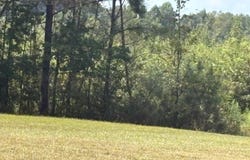PROSPECT Rd, Nauvoo, AL 35578