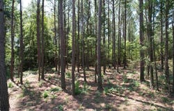State Hwy 355, Etta, MS 38627