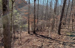 County Road 325, Hamilton, AL 35570