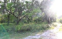 Bottoms Road lot: 6-7, Panacea, FL 32346