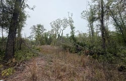 NE 355th Ave lot: 12, Old Town, FL 32680