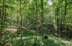 Red Hill Rd, Langsville, OH 45741