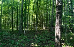 1.2 Wart Rd., Orwell, NY 13426