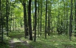 COUNTY ROAD K, Irma, WI 54442