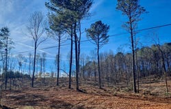 PAUL BOLTON Rd, Parrish, AL 35580