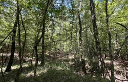 Davidson Campground Rd, Okolona, AR 71962