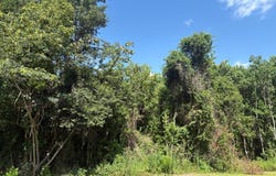 Peachtree, Douglas, GA 31533