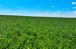 P Avenue, Maynard, IA 50655