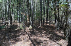 800 S STONEY POINT Rd, Double Springs, AL 35553