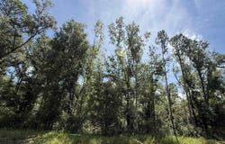 NE Nixon Way, Madison, FL 32340