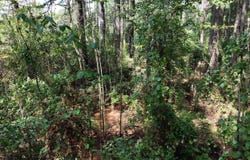 Dooley Drive, Malvern, AR 72104