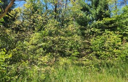 VL S Delaware Avenue, Baldwin, MI 49304