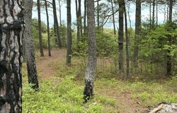 1403 SAVAGE NECK RD lot: 1Abo, EASTVILLE, VA 23347